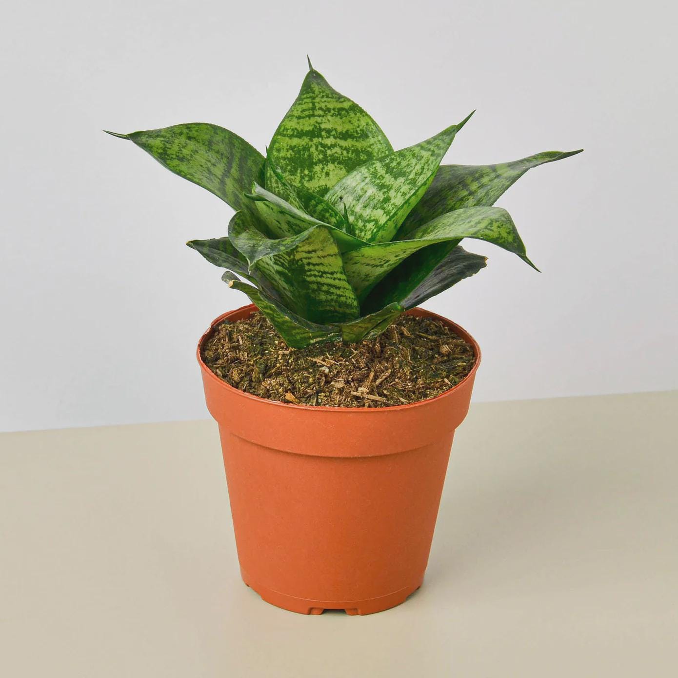 Snake Plant Black Robusta Indoor Plants 3" Pot Austin Jungle Co.
