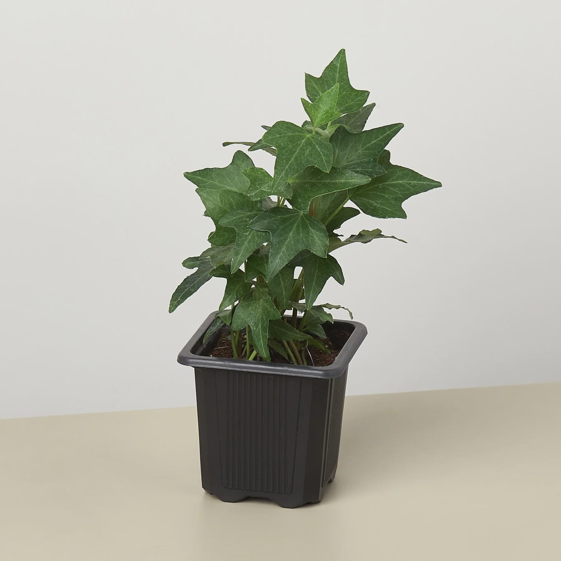 English Ivy Green California Indoor Plants 3" Pot / Nursery Pot Austin Jungle Co.