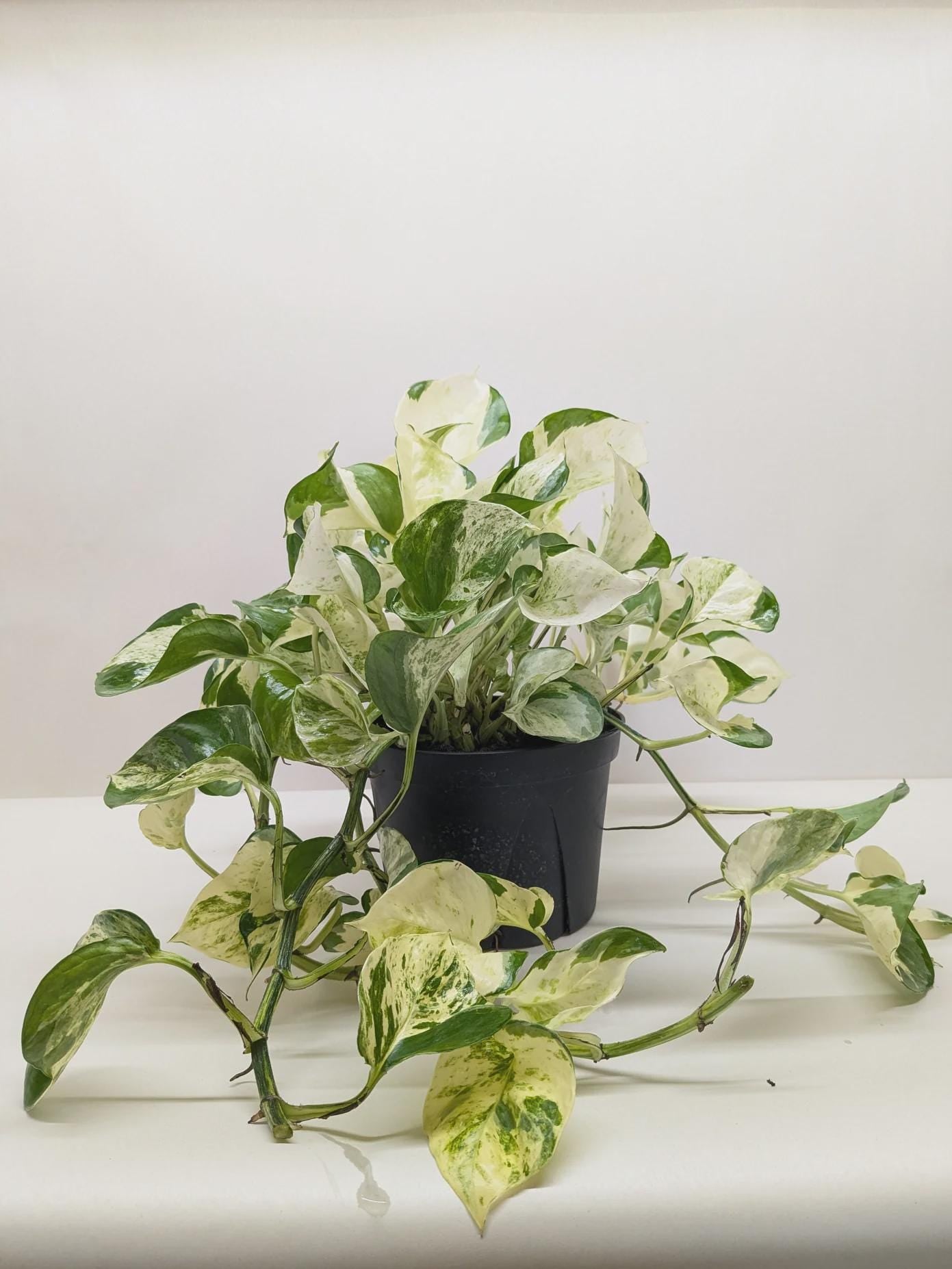 Pothos Manjula 4" Pot Austin Jungle Co.