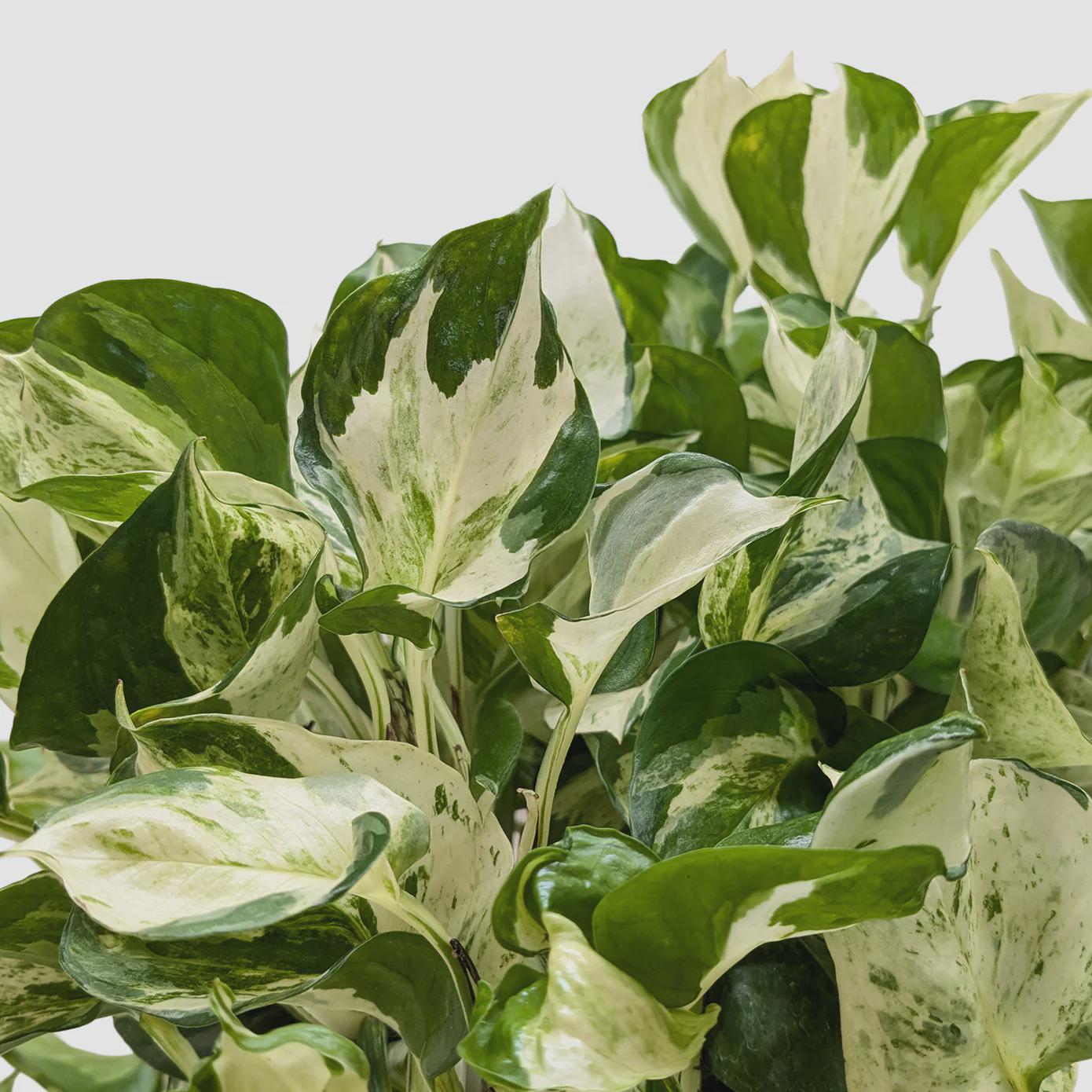Pothos Manjula 4" Pot Austin Jungle Co.