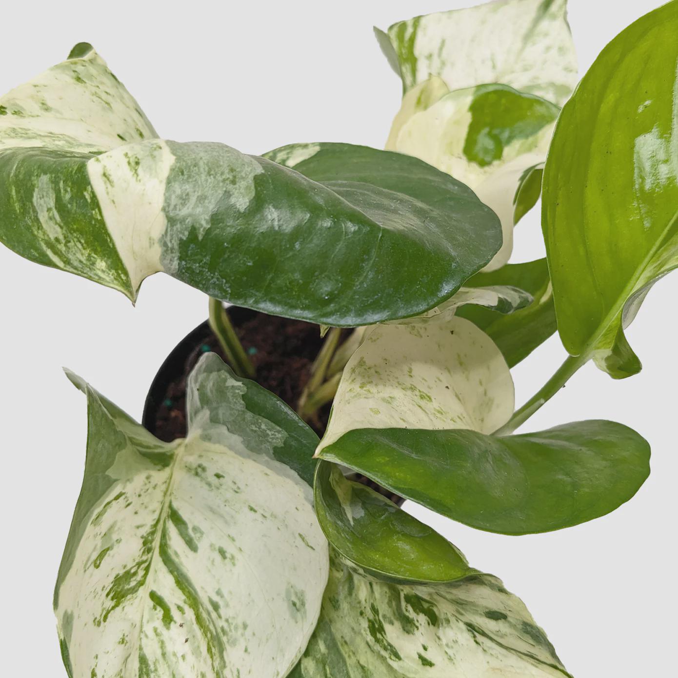 Pothos Manjula 4" Pot Austin Jungle Co.