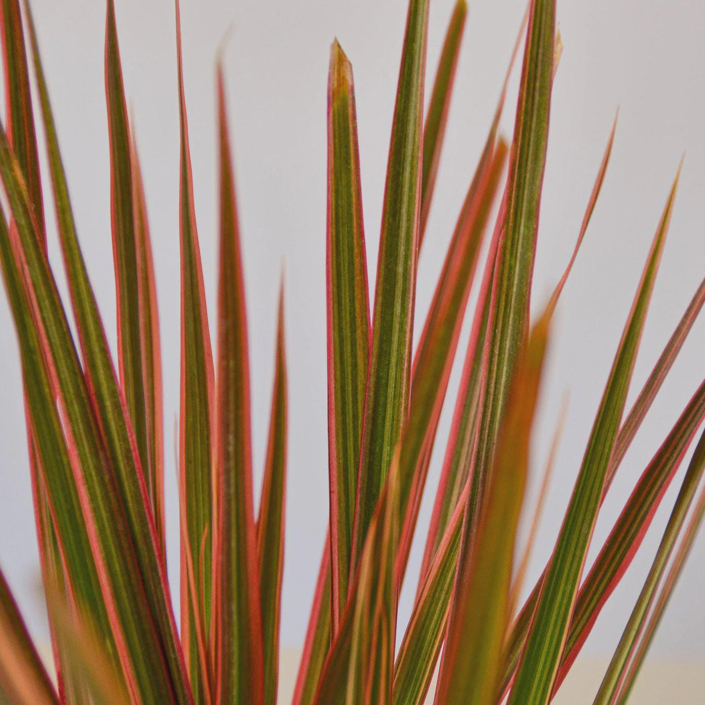 Dracaena 'Colorama' Default 3" Pot Austin Jungle Co.