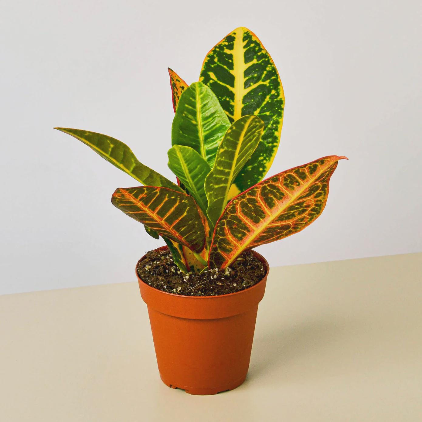 Croton Petra 'Joseph's Coat' Indoor Plants 3" Pot / Nursery Pot Austin Jungle Co.