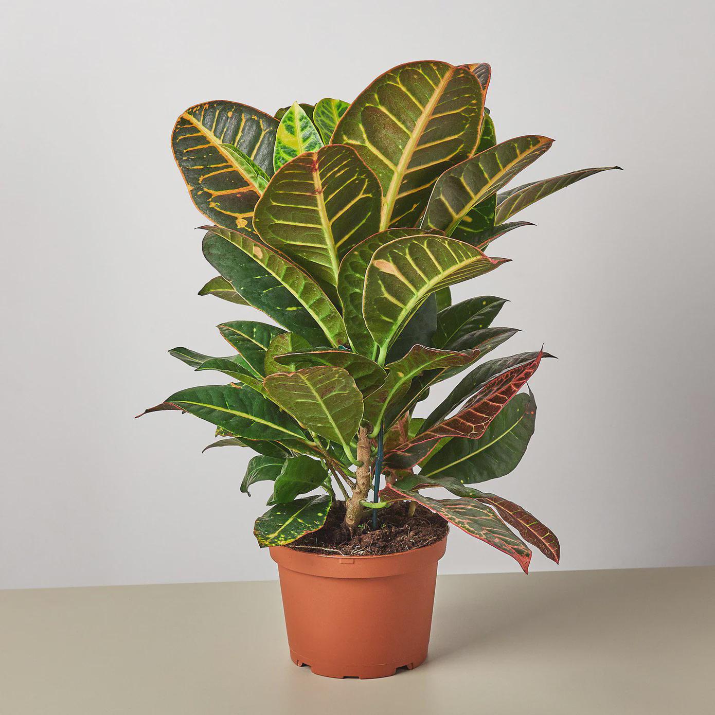 Croton Petra 'Joseph's Coat' Indoor Plants 3" Pot / Nursery Pot Austin Jungle Co.