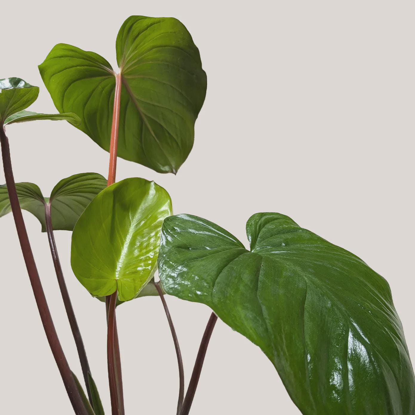 Homalomena 'Emerald Gem' Indoor Plants 4" Pot Austin Jungle Co.