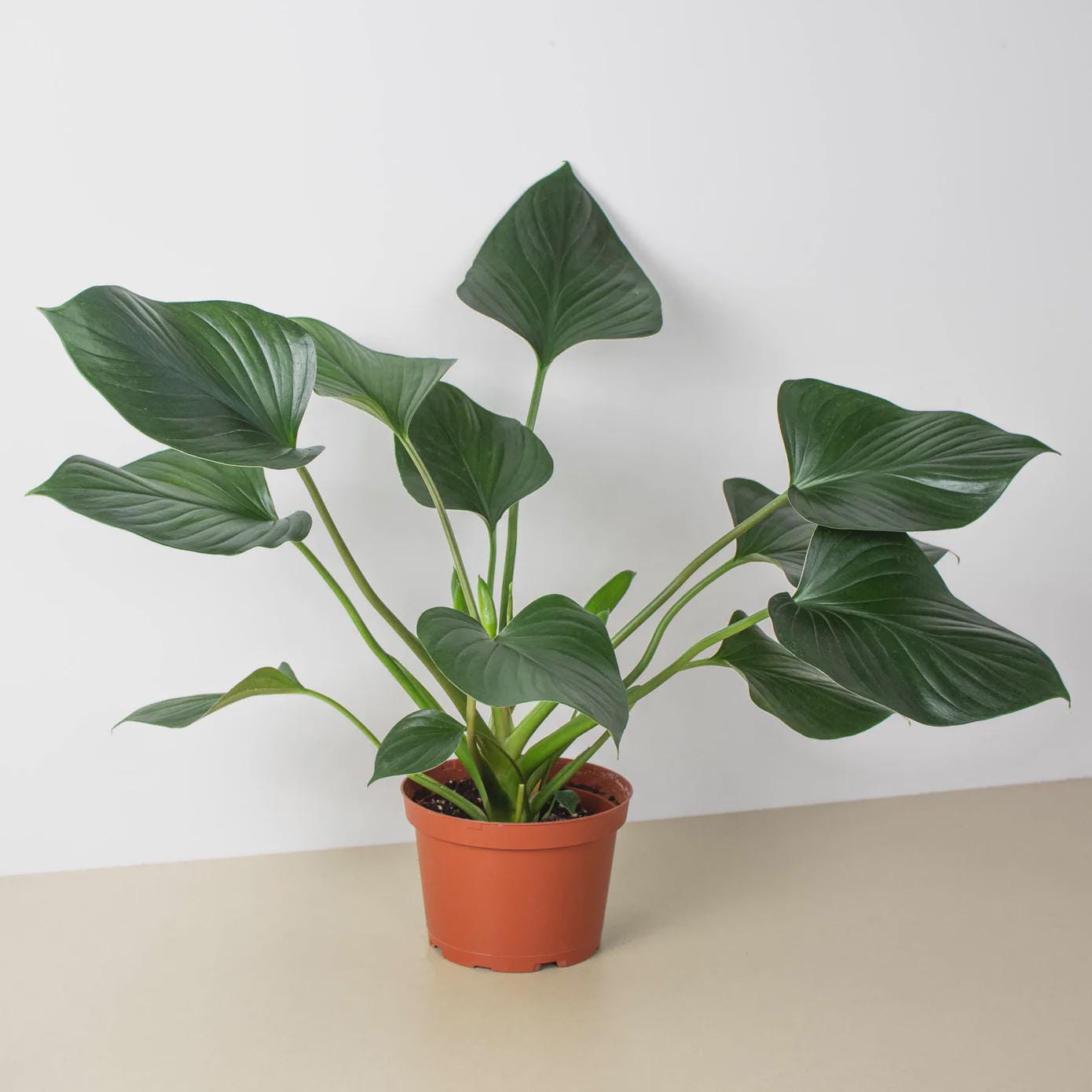 Homalomena 'Emerald Gem' Indoor Plants 4" Pot Austin Jungle Co.