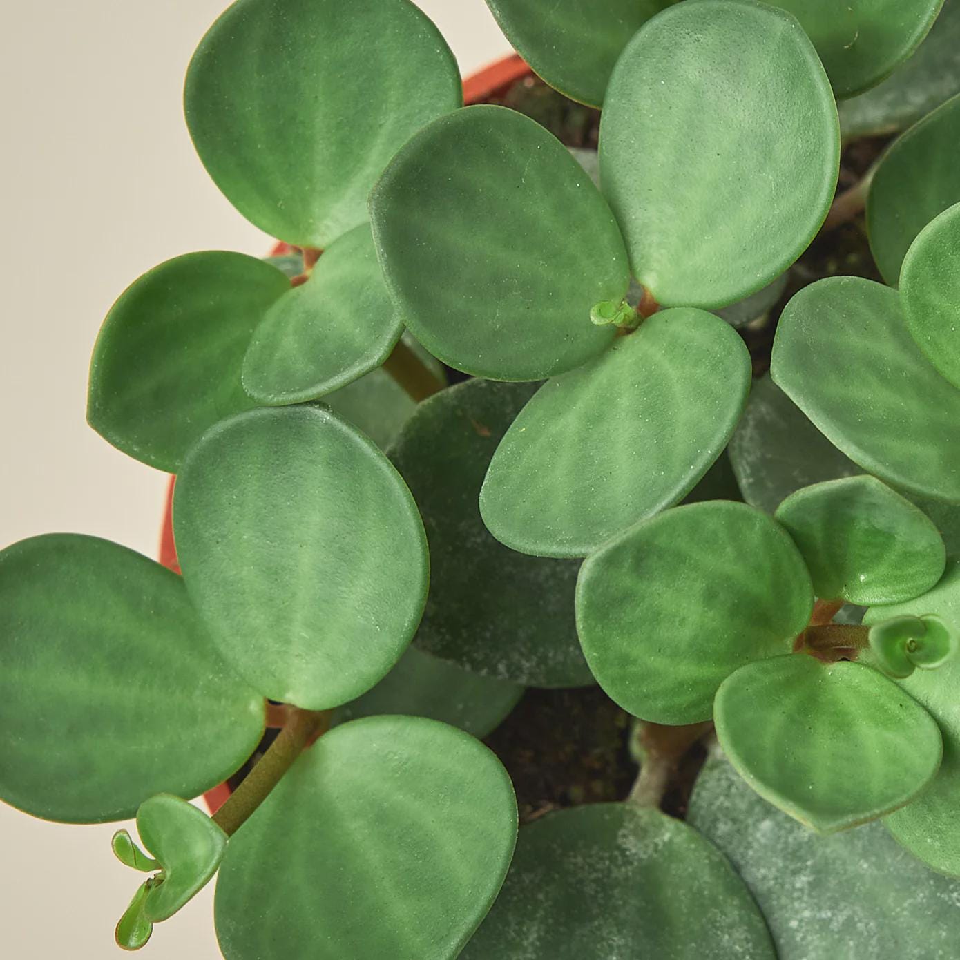 Peperomia 'Hope' 4" Plant 3" Pot Austin Jungle Co.