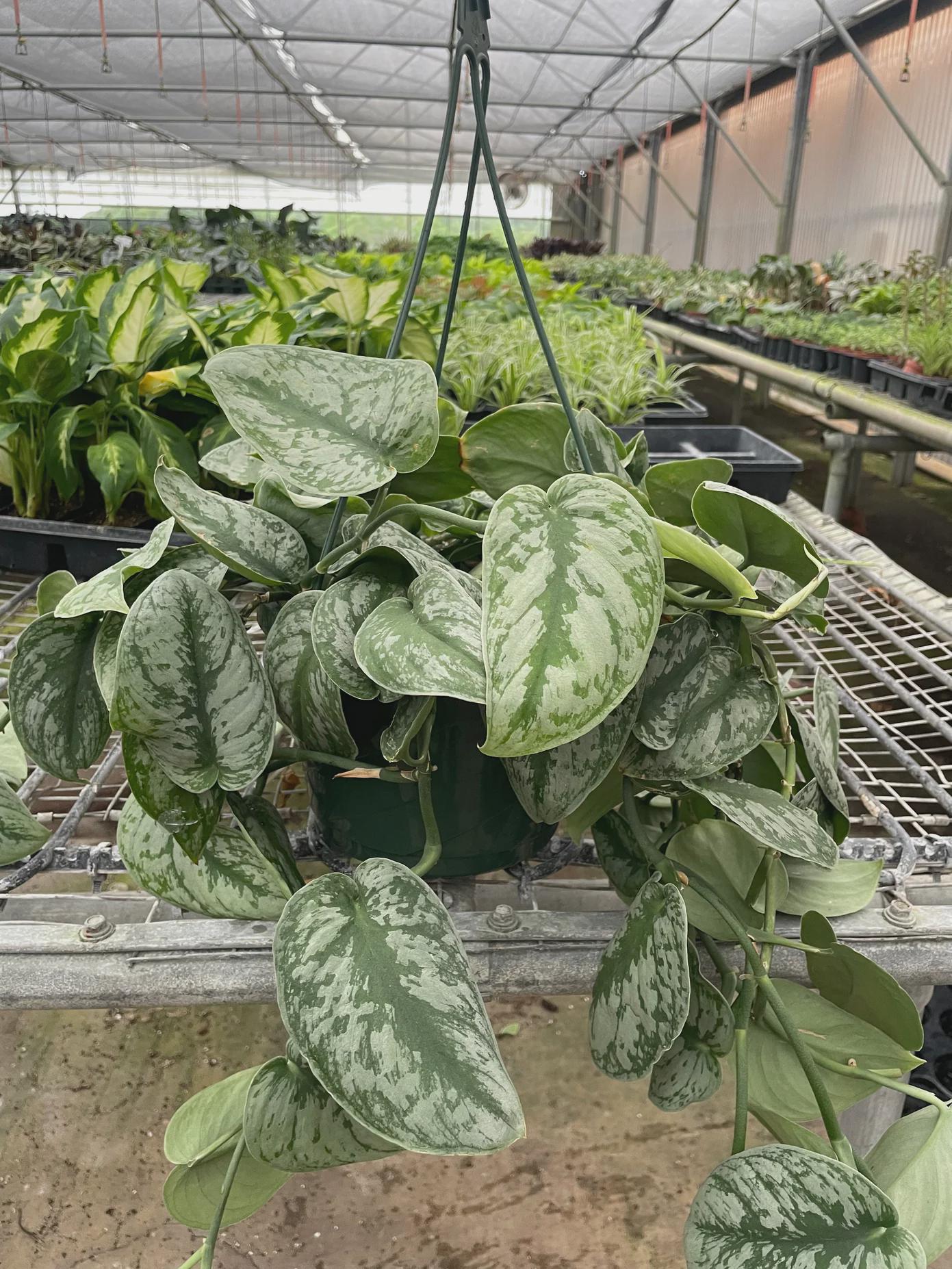 Scindapsus Pictus 'Exotica' Indoor Plants 4" Pot Austin Jungle Co.