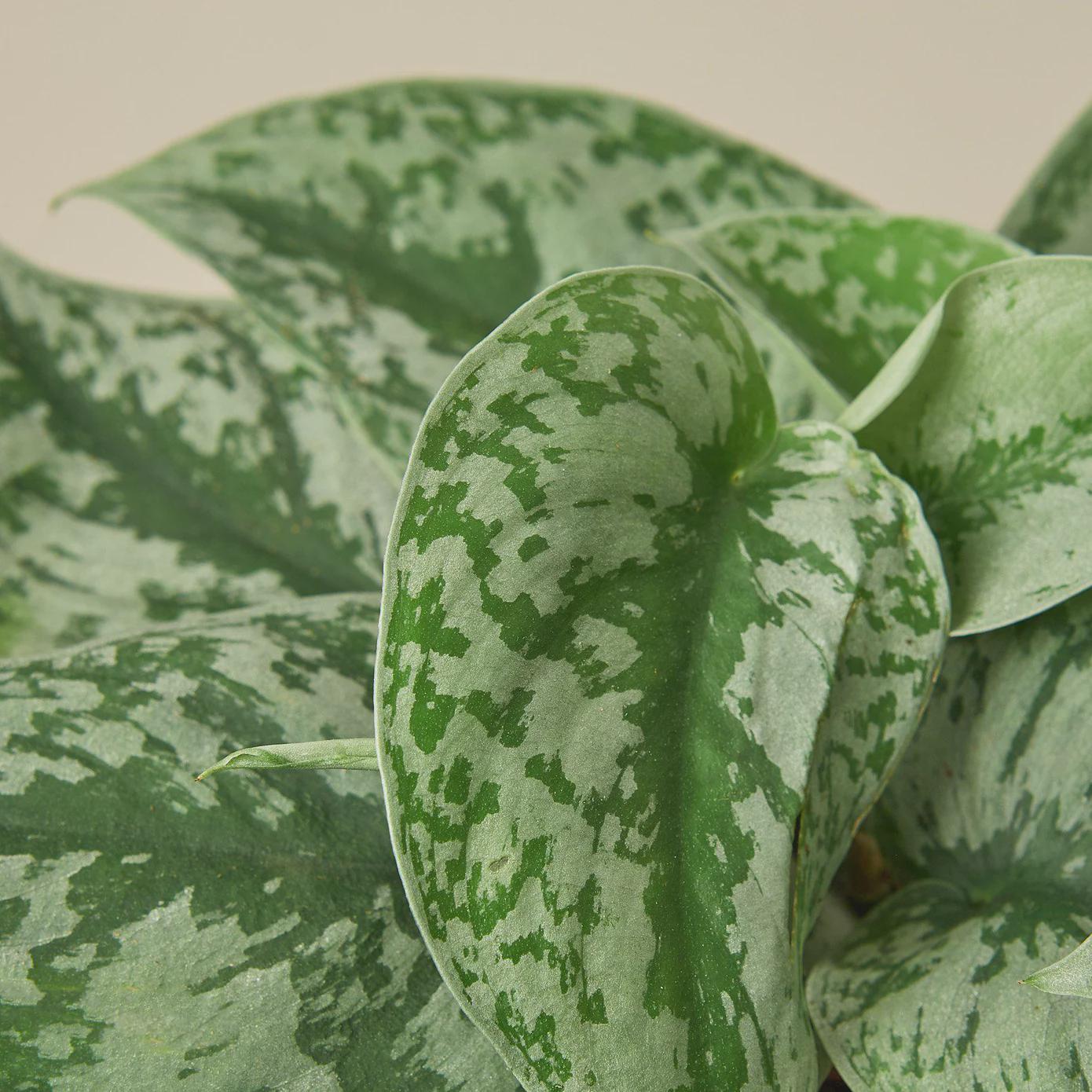 Scindapsus Pictus 'Exotica' Indoor Plants 4" Pot Austin Jungle Co.