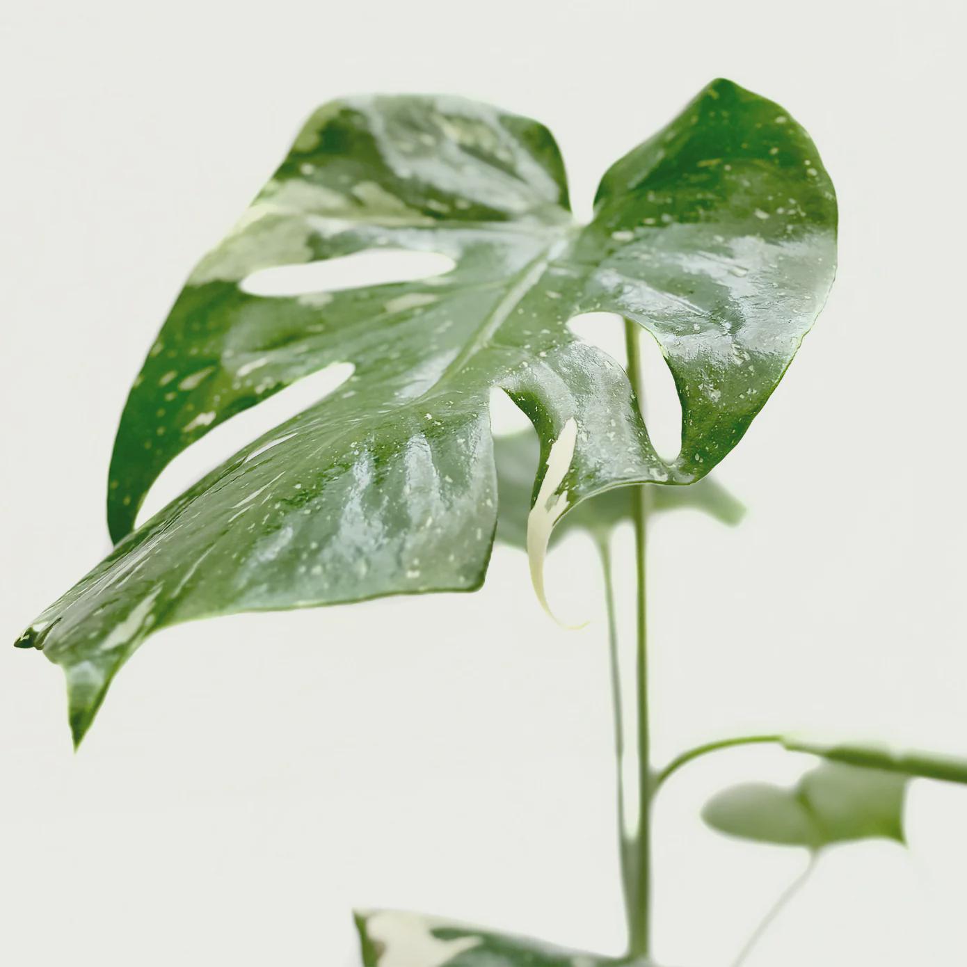 Monstera 'Thai Constellation' 2" Pot Austin Jungle Co.
