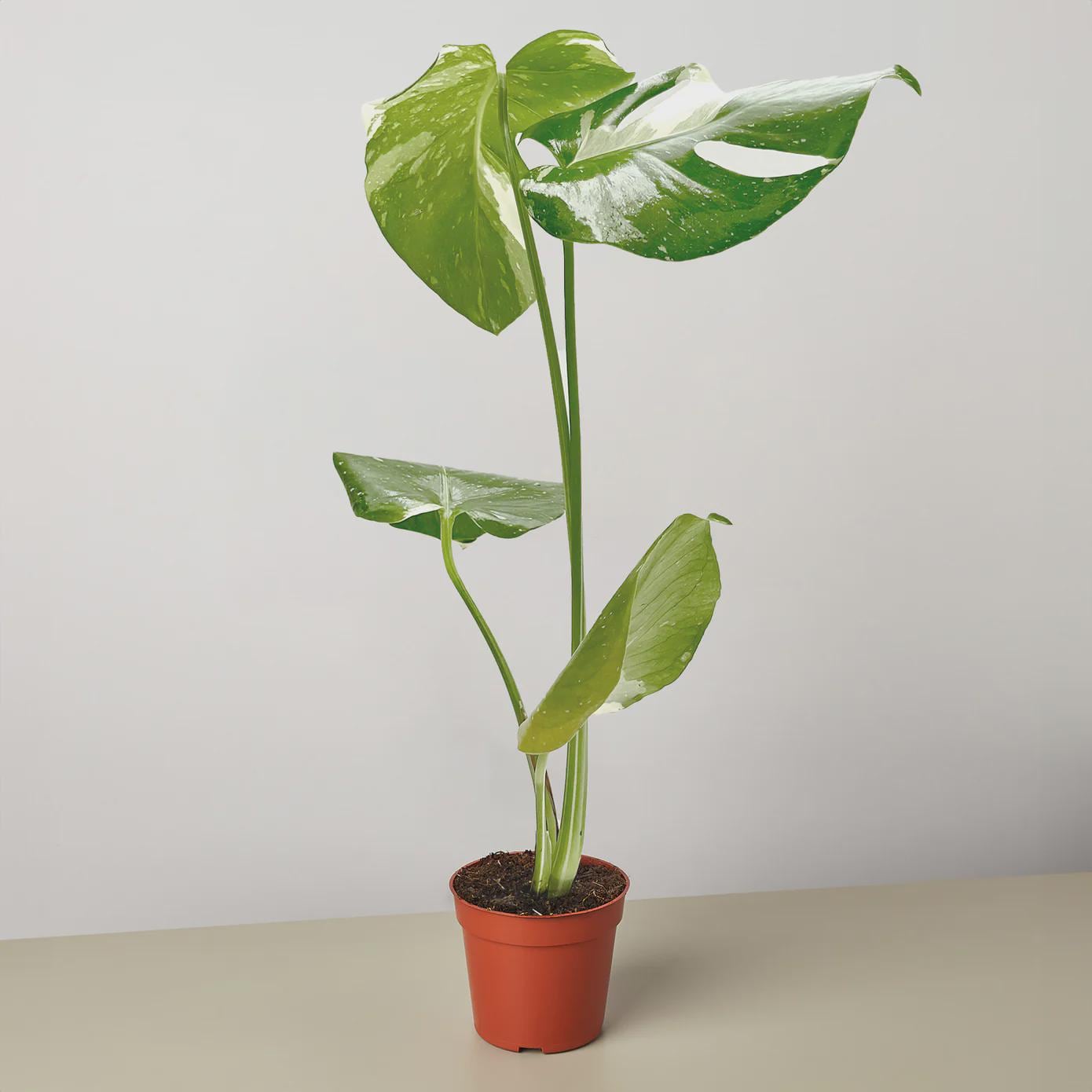 Monstera 'Thai Constellation' 2" Pot Austin Jungle Co.