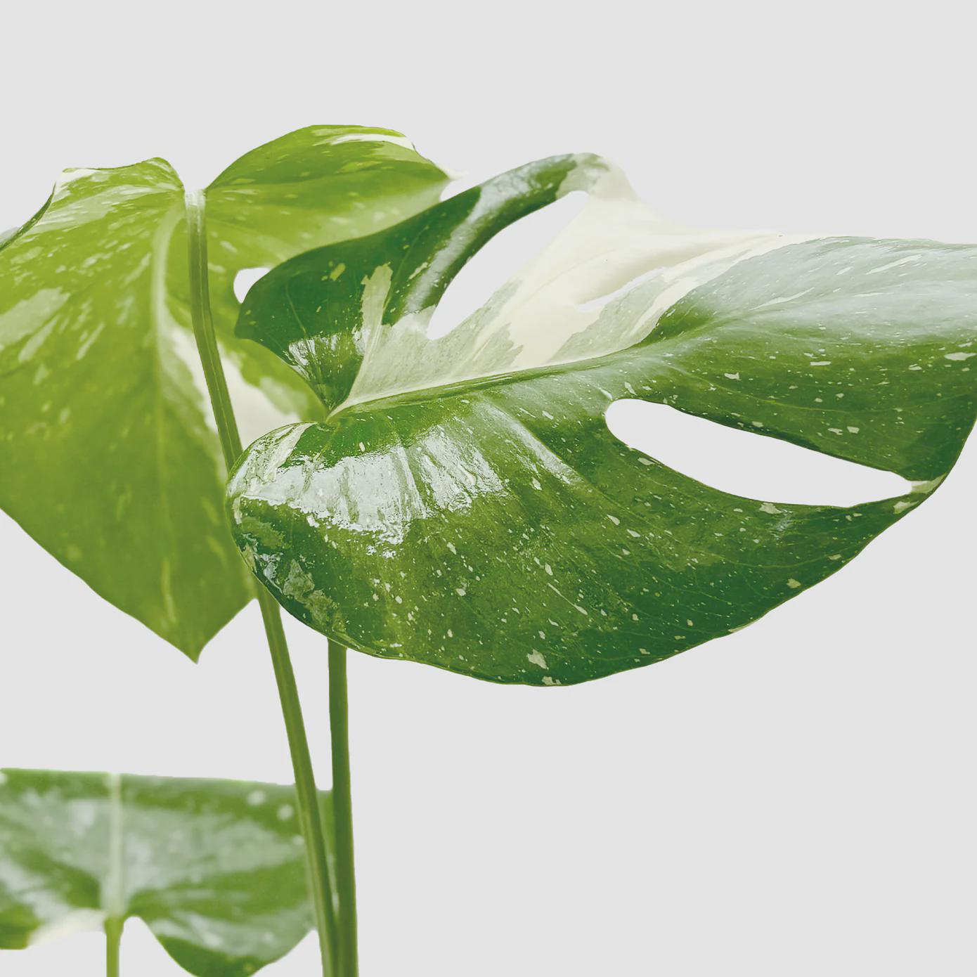 Monstera 'Thai Constellation' 2" Pot Austin Jungle Co.