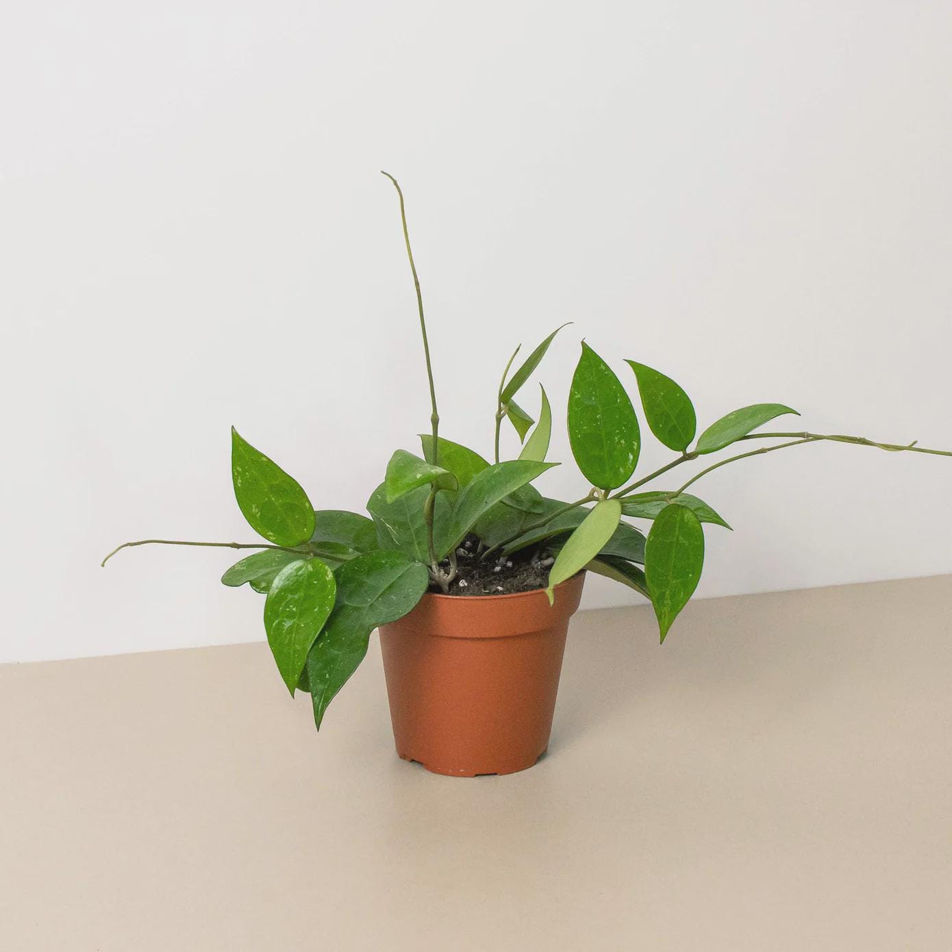 Hoya 'Black Margin' Indoor Plants 4" Pot Austin Jungle Co.