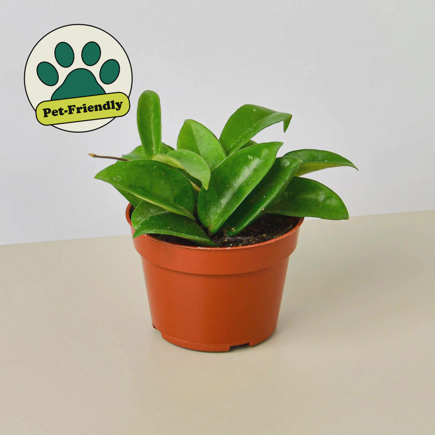 Hoya Carnosa 4" Plant 4" Pot Austin Jungle Co.