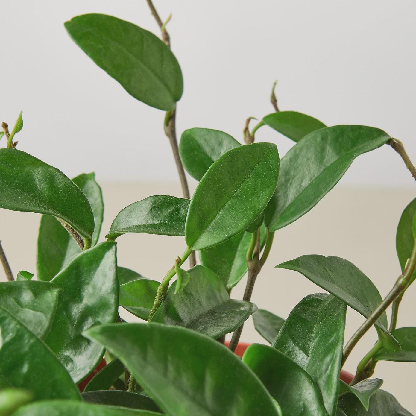 Hoya Carnosa 4" Plant 4" Pot Austin Jungle Co.
