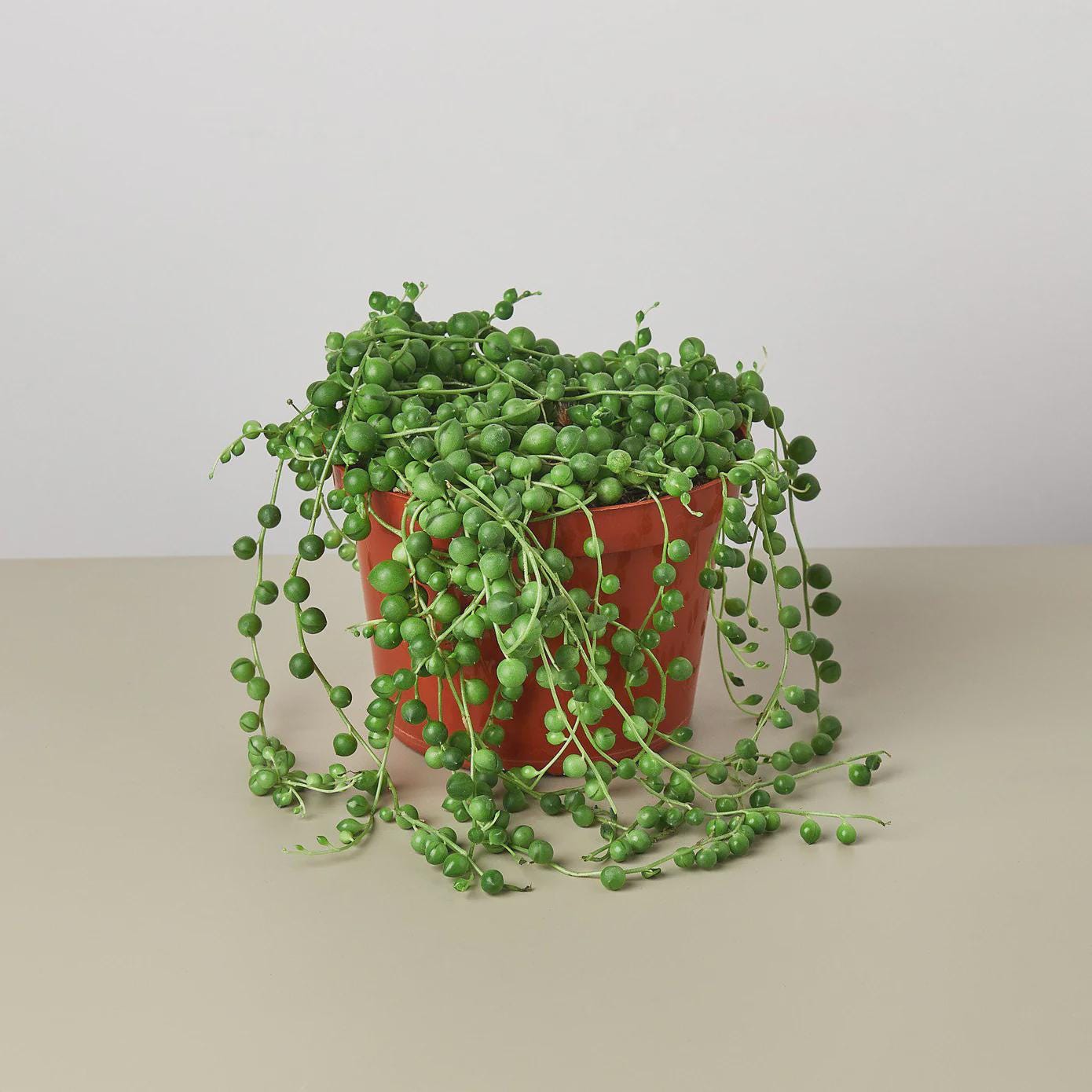 Succulent 'String of Pearls' Succulent 3" Pot / Nursery Pot Austin Jungle Co.