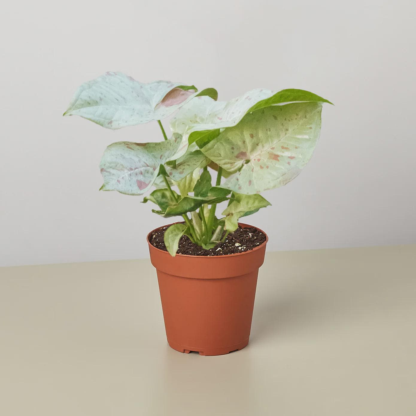 Syngonium 'Milk Confetti' Indoor Plants 4" Pot Austin Jungle Co.