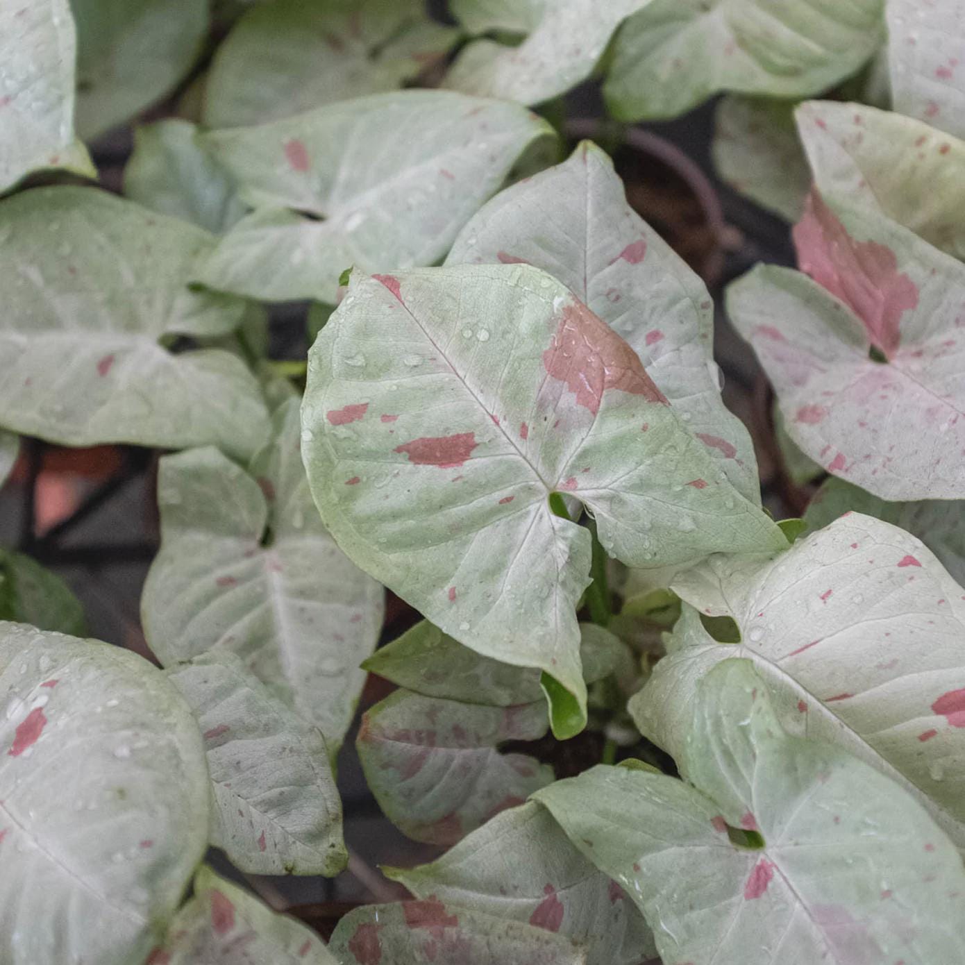 Syngonium 'Milk Confetti' Indoor Plants 4" Pot Austin Jungle Co.