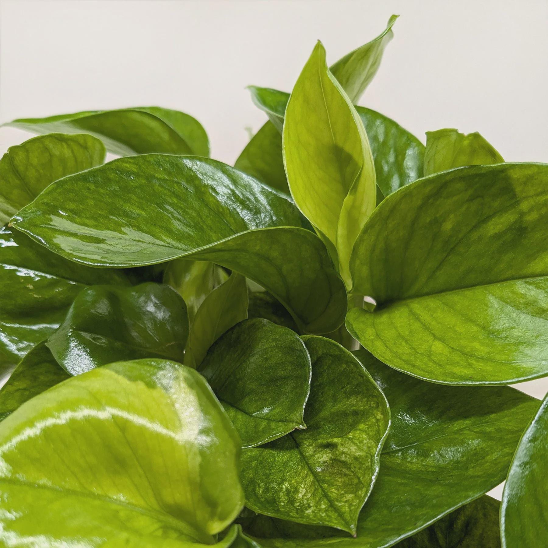 Pothos 'Lemon Top' Indoor Plants 6" Pot Austin Jungle Co.