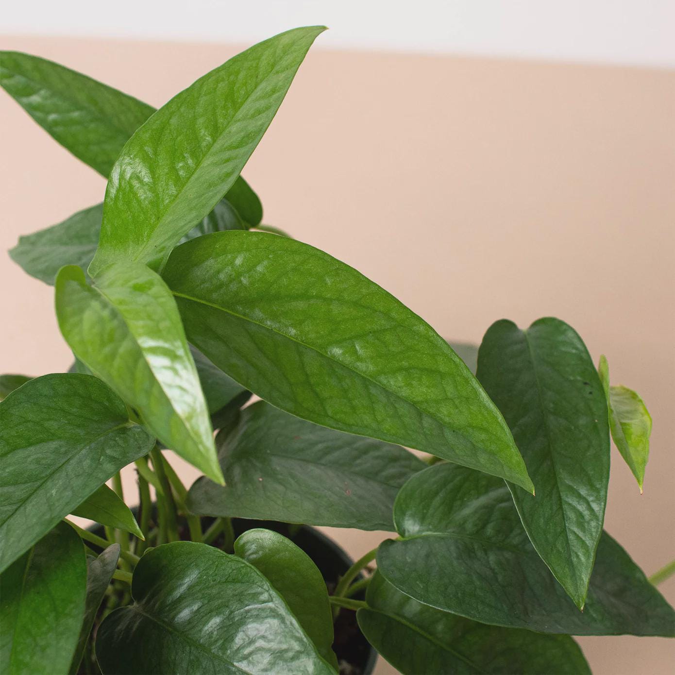 Pothos 'Cebu Blue' Indoor Plants 3" Pot Austin Jungle Co.