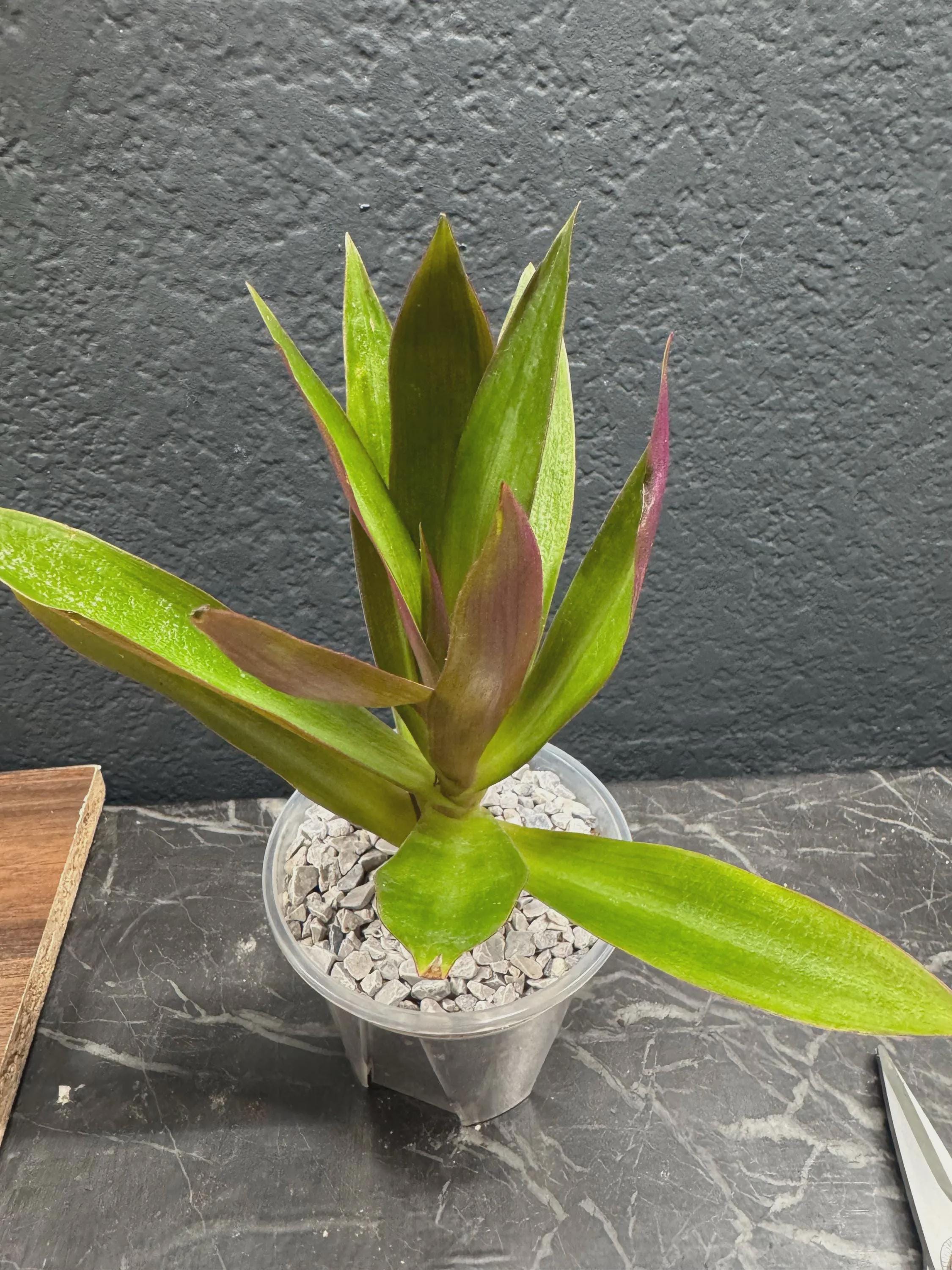 Oyster Plant 'Moses in the Cradle'