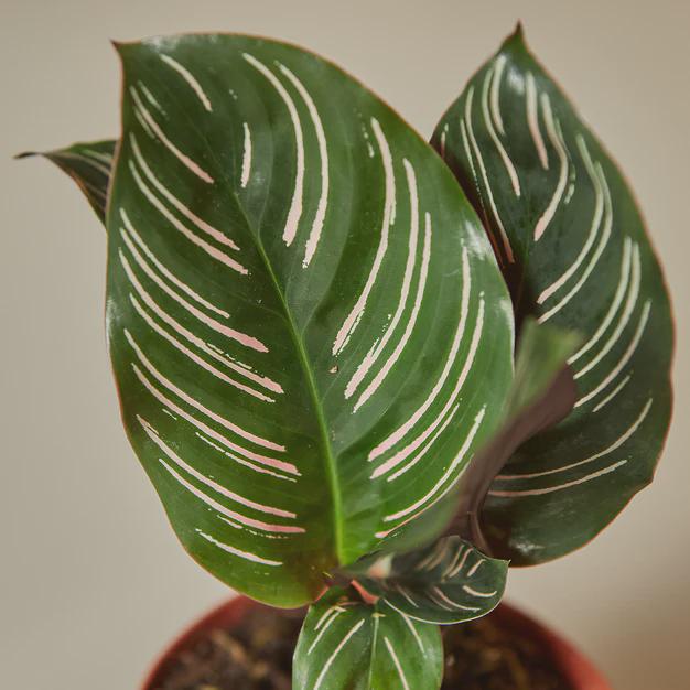 Calathea 'Ornata' Indoor Plants 4" Pot Austin Jungle Co.