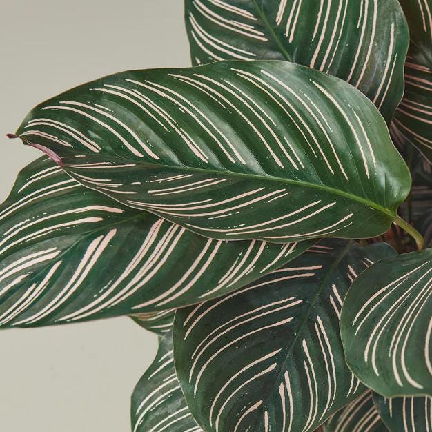 Calathea 'Ornata' Indoor Plants 4" Pot Austin Jungle Co.