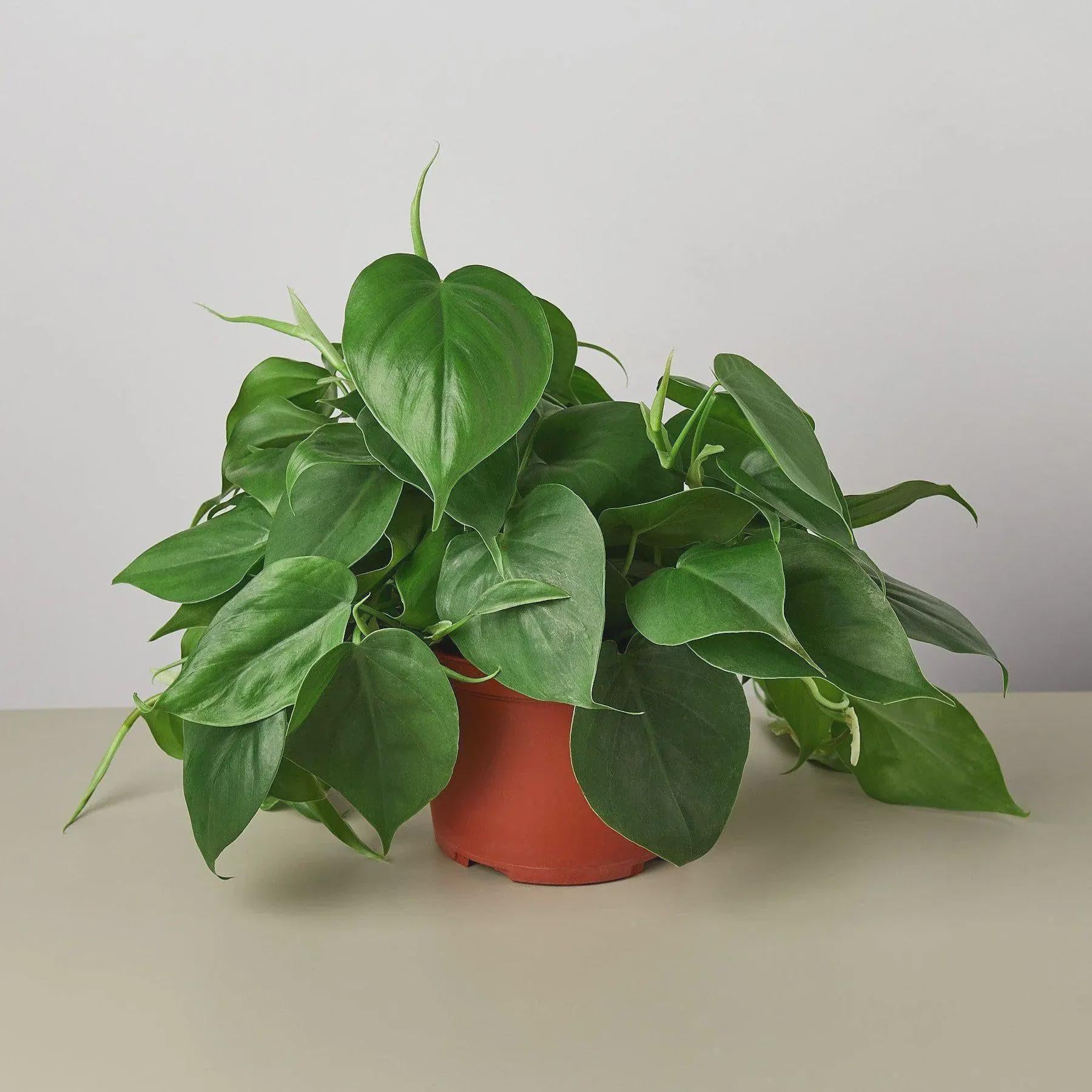 Philodendron Cordatum Heartleaf Indoor Plants 6" Pot / Nursery Pot Austin Jungle Co.