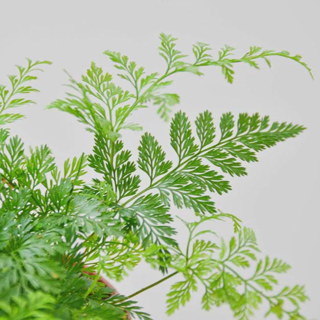 Rabbit's Foot Fern Indoor Plants 4" Pot Austin Jungle Co.