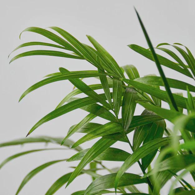 Parlor Palm Indoor Plants 3" Pot / Nursery Pot Austin Jungle Co.