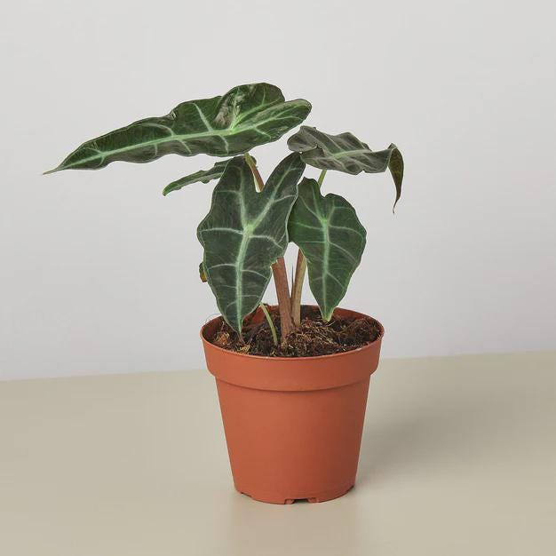 Alocasia Polly 'African Mask' Indoor Plants 4" Pot Austin Jungle Co.