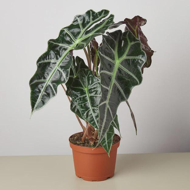 Alocasia Polly 'African Mask' Indoor Plants 6" Pot Austin Jungle Co.