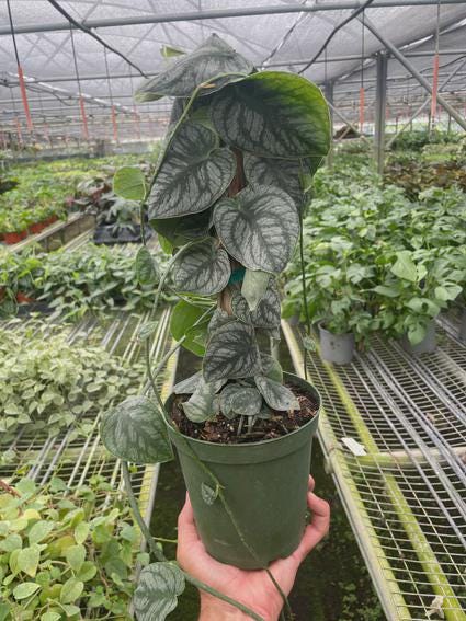 Monstera 'Dubia' (Shingle Plant) Indoor Plants 4" Pot / Nursery Pot Austin Jungle Co.
