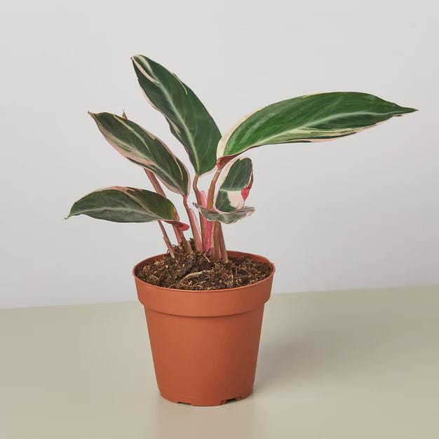 Stromanthe Triostar Indoor Plants 4" Pot Austin Jungle Co.