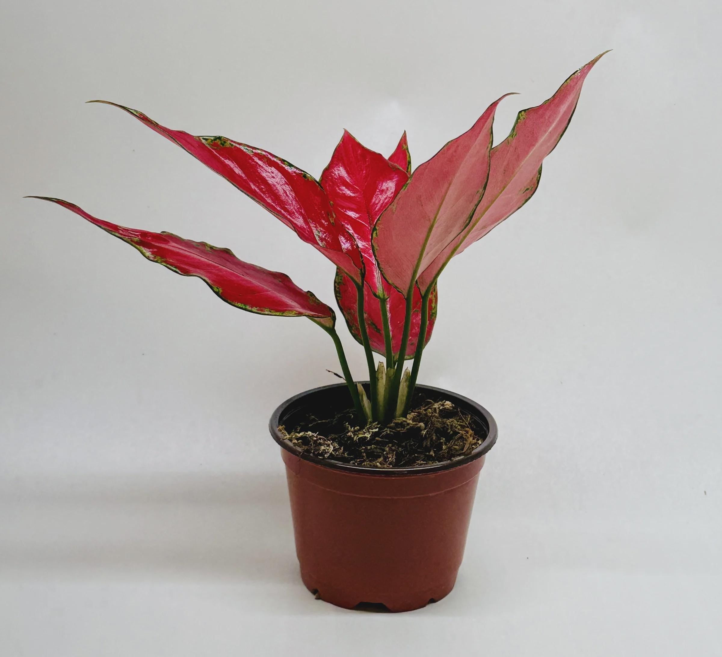 Chinese Evergreen 'Ruby Garuda' 4" Plant 4" Pot Austin Jungle Co.