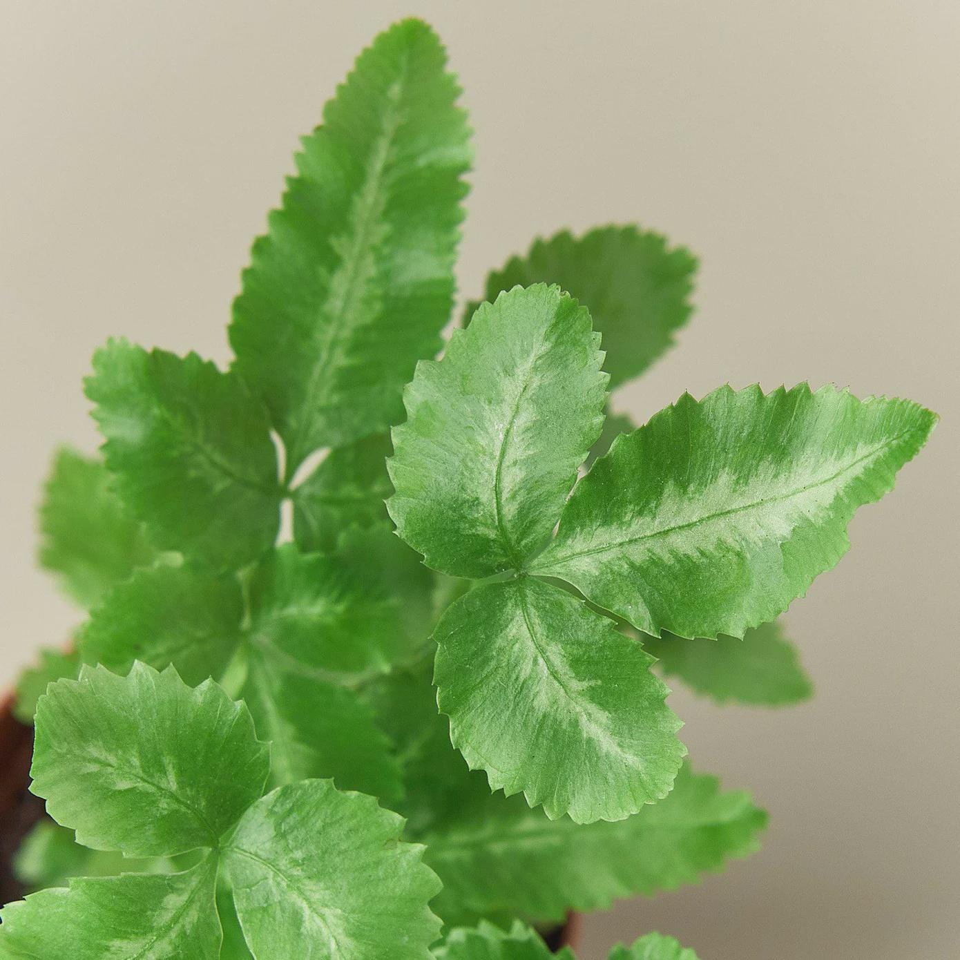 Pteris Cretica 'Albo Fern' Indoor Plants 3" Pot Austin Jungle Co.