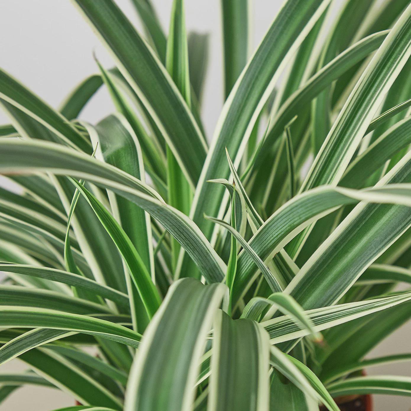 Spider Plant Reverse Default 3" Pot / Nursery Pot Austin Jungle Co.