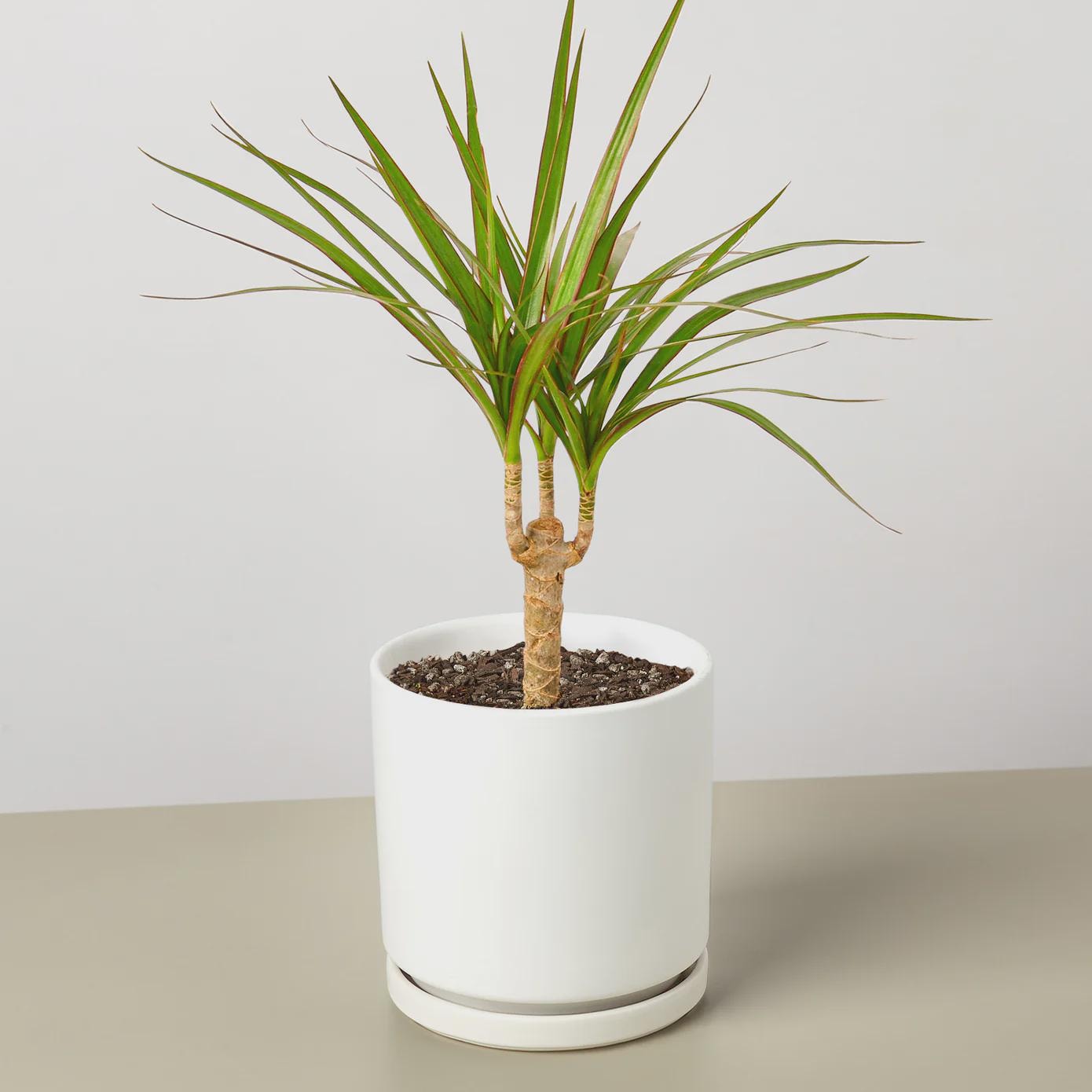 Dracaena Marginata Cane Indoor Plants 4" Pot / Nursery Pot Austin Jungle Co.