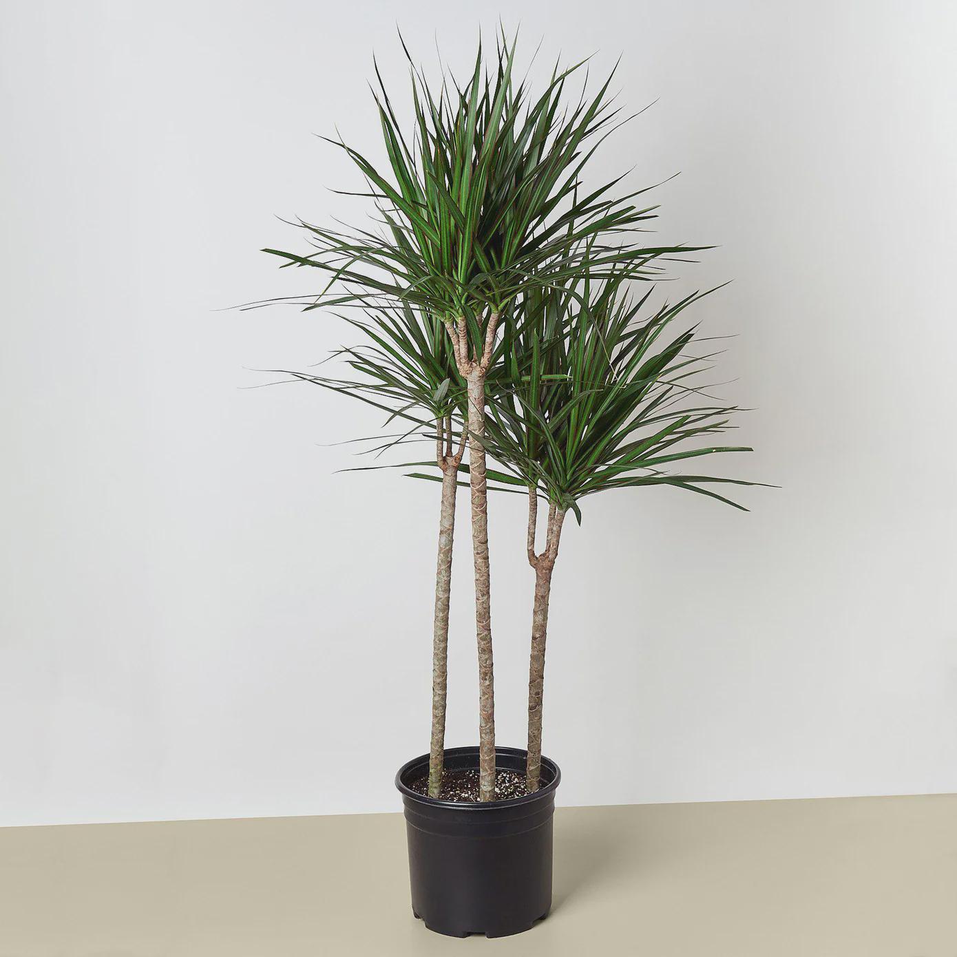 Dracaena Marginata Cane Indoor Plants 4" Pot / Nursery Pot Austin Jungle Co.