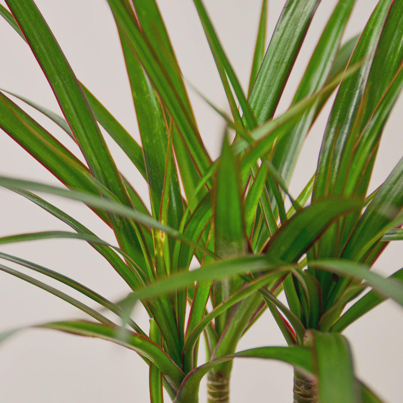 Dracaena Marginata Cane Indoor Plants 4" Pot / Nursery Pot Austin Jungle Co.