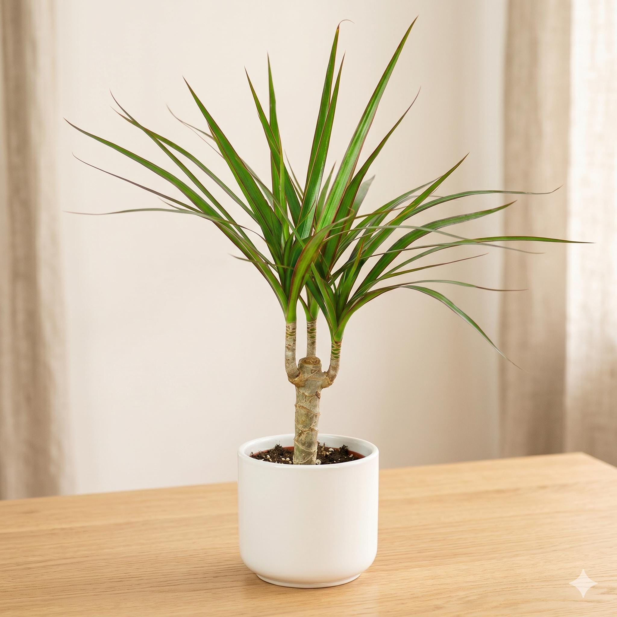 Dracaena Marginata Cane Indoor Plants 4" Pot / Nursery Pot Austin Jungle Co.