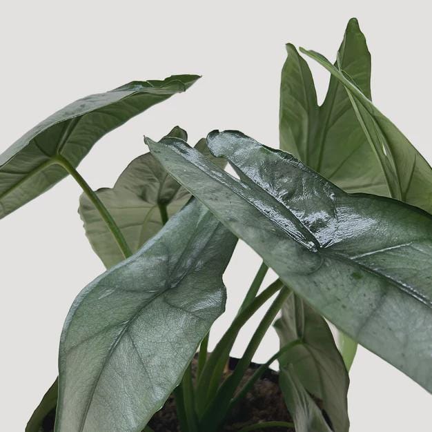 Alocasia 'Dragons Breath' 4" Pot Austin Jungle Co.