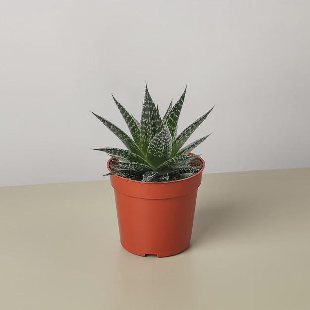 Succulent Gasteria Durban 3" Pot Austin Jungle Co.