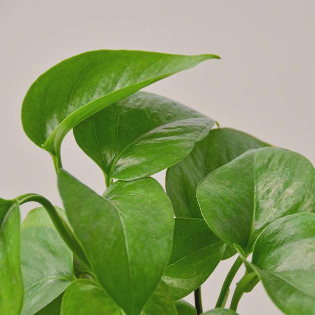 Pothos 'Green Queen' Indoor Plants 3" Pot Austin Jungle Co.