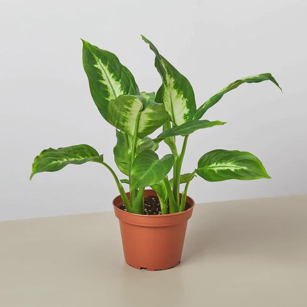 Dieffenbachia Camille Indoor Plants 4" Pot / Nursery Pot Austin Jungle Co.