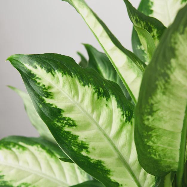 Dieffenbachia Camille Indoor Plants 3" Pot / Nursery Pot Austin Jungle Co.