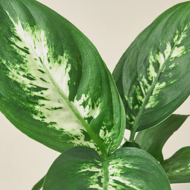 Dieffenbachia Camille Indoor Plants 3" Pot / Nursery Pot Austin Jungle Co.