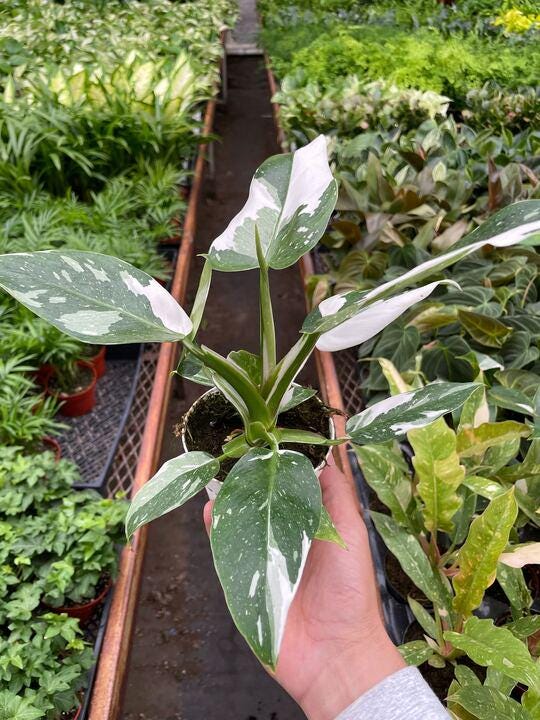 Philodendron 'White Princess' Indoor Plants 2" Pot Austin Jungle Co.