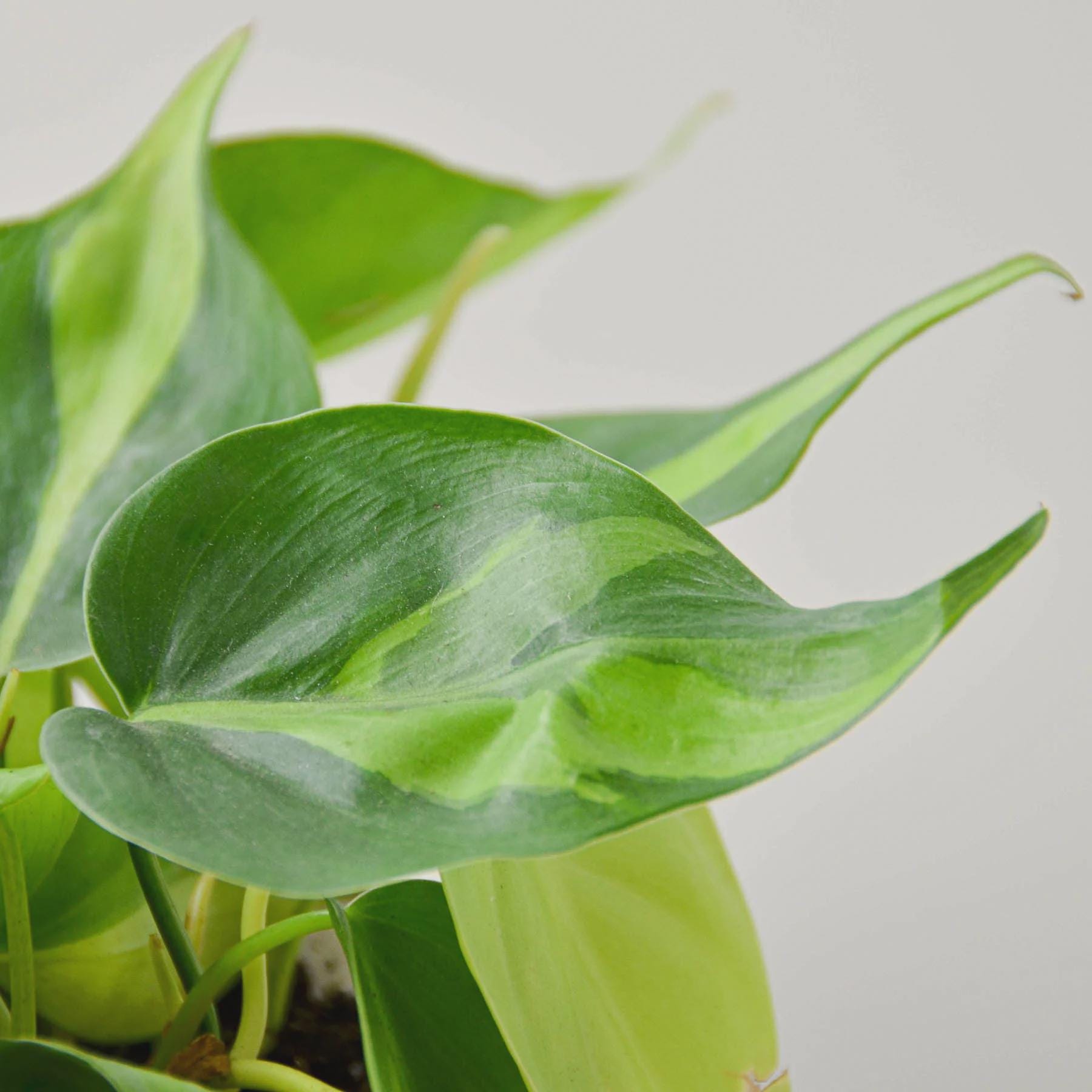 Philodendron 'Brasil' Indoor Plants 3" Pot / Nursery Pot Austin Jungle Co.