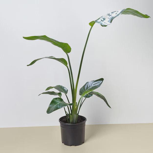 White Bird of Paradise 'Strelitzia Nicolai'